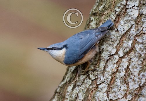 Nuthatch 2